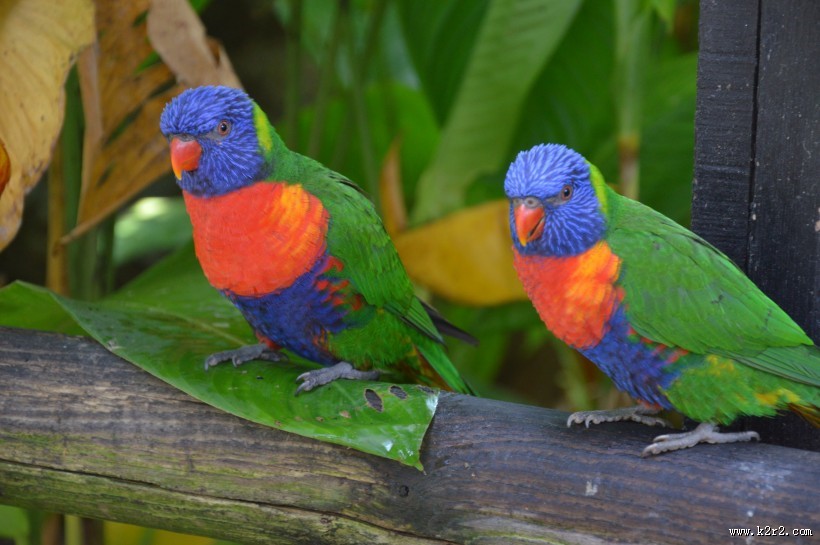 两只鹦鹉高清图片