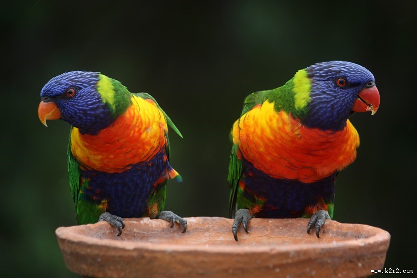 两只鹦鹉高清图片