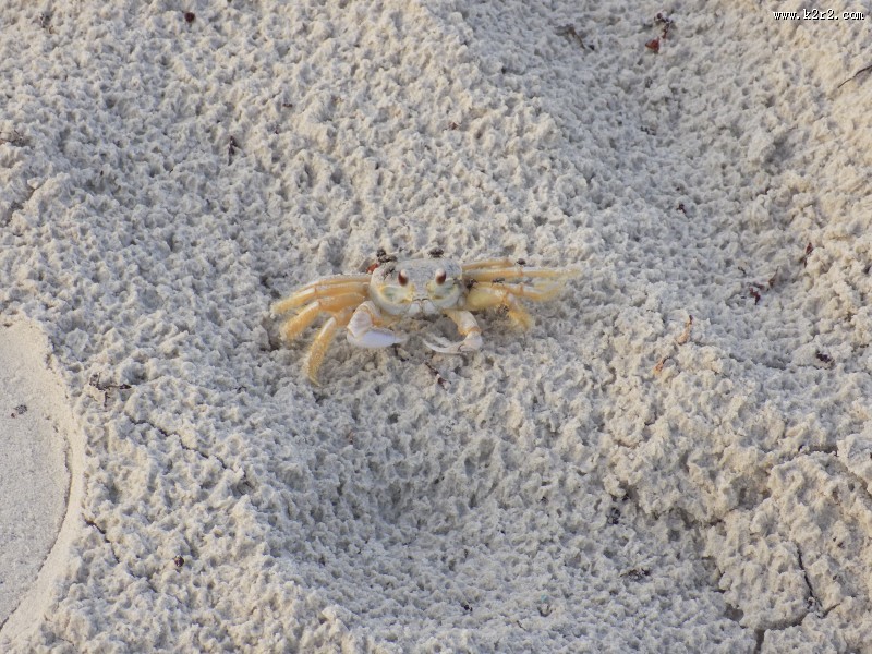 沙滩上的螃蟹图片大全