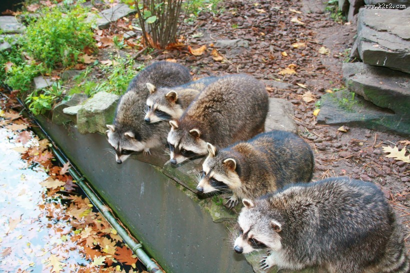 调皮可爱的浣熊图片