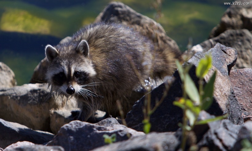 调皮可爱的浣熊图片