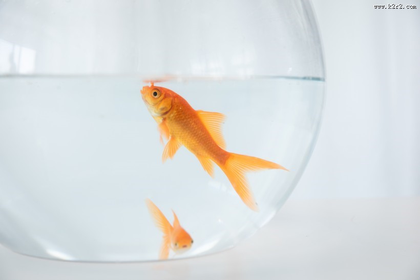 鱼缸里的金鱼图片