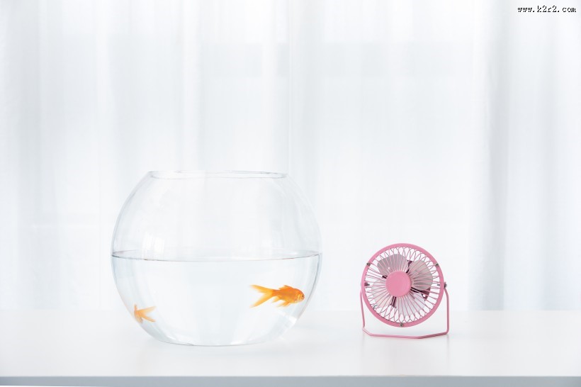 鱼缸里的金鱼图片