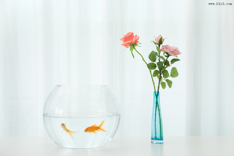 鱼缸里的金鱼图片