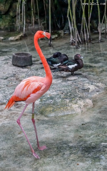 羽毛鲜艳的火烈鸟图片