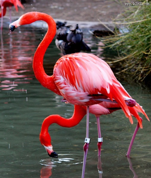 羽毛鲜艳的火烈鸟图片