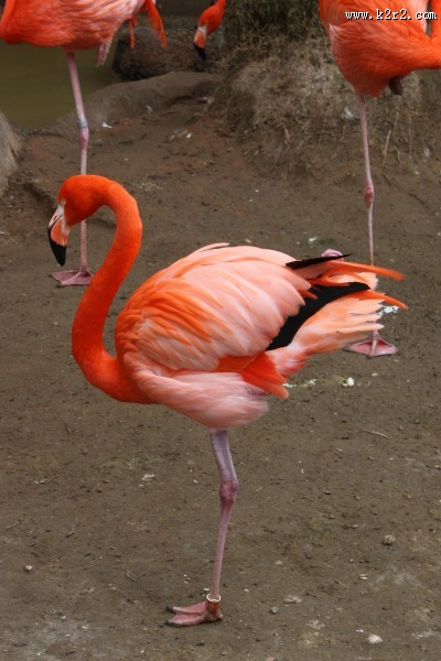 羽毛鲜艳的火烈鸟图片