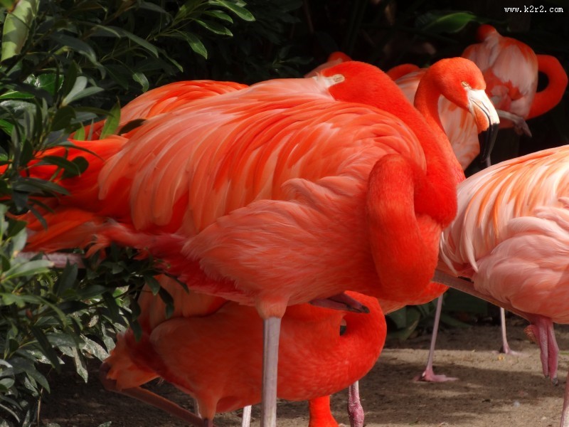 羽毛鲜艳的火烈鸟图片