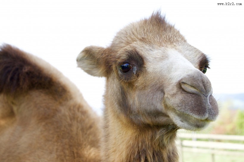骆驼头部图片
