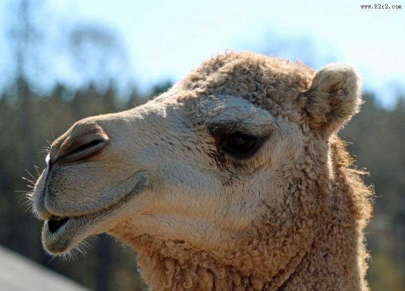 骆驼头部图片