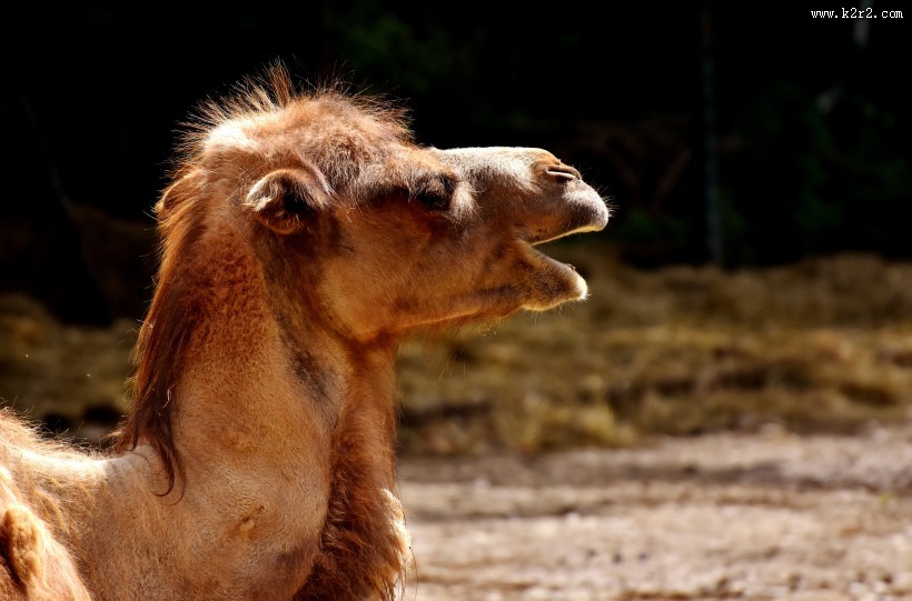 骆驼头部图片