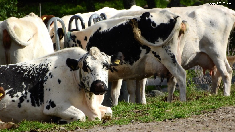 牧场里的奶牛图片