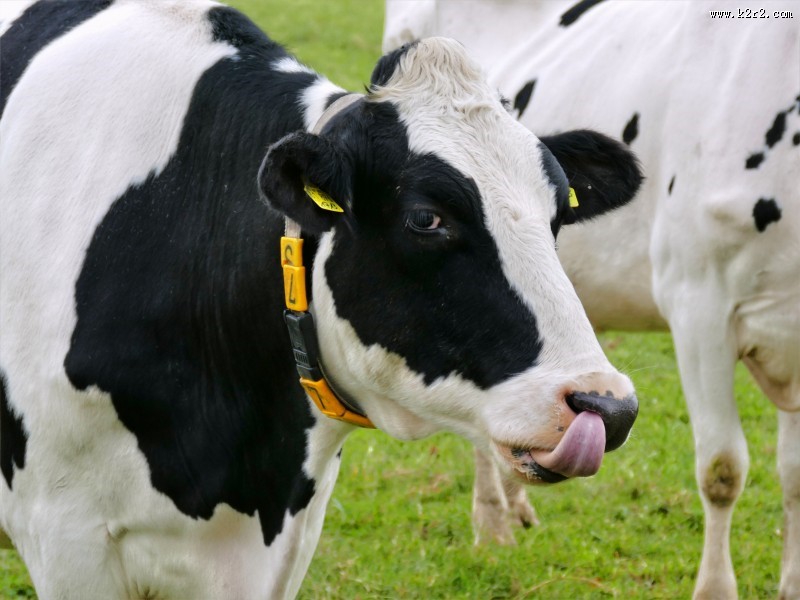 牧场里的奶牛图片