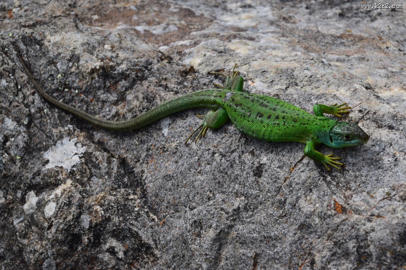 敏捷的蜥蜴图片大全