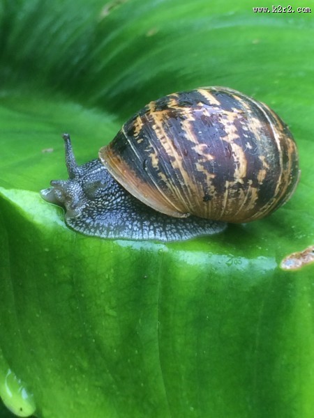 蜷缩在壳里的蜗牛图片