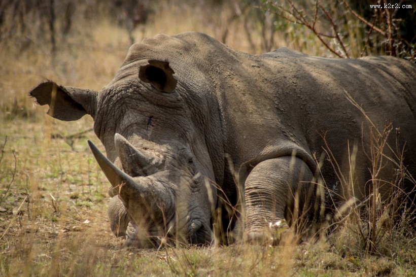 体型庞大的犀牛图片