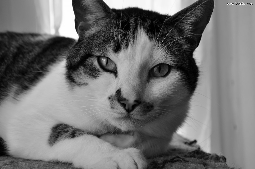 猫咪脸部特写图片大全