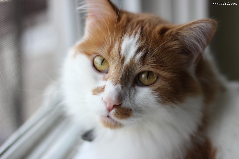 猫咪脸部特写图片大全