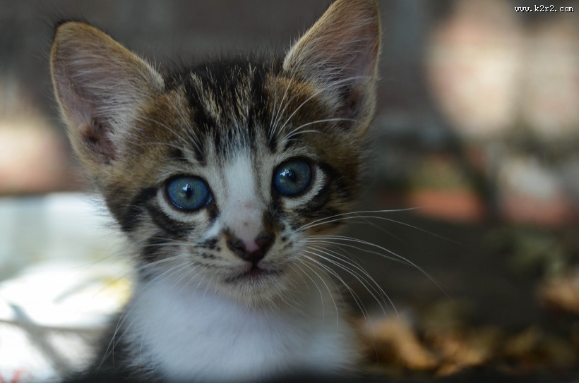 猫咪脸部特写图片大全