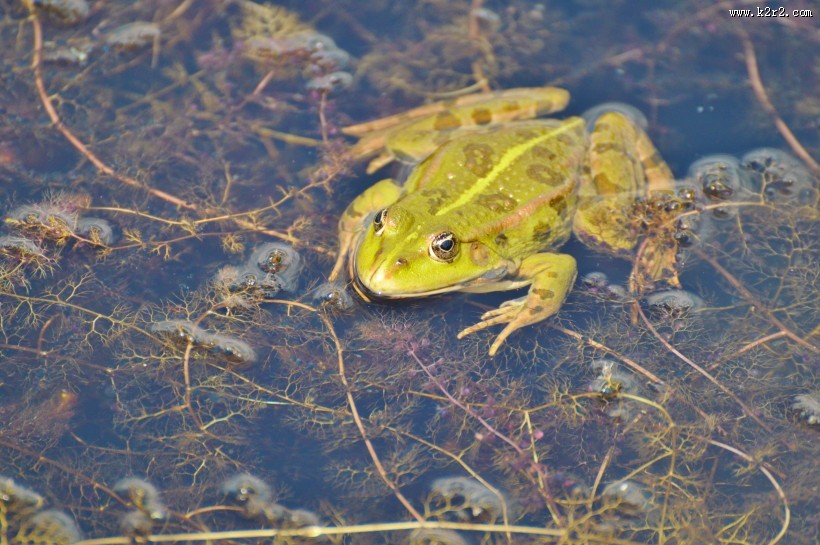 池塘里的青蛙图片大全