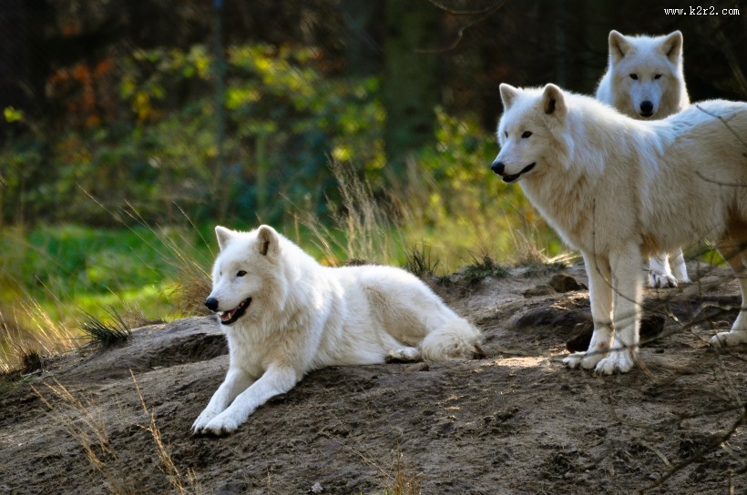 白色的野狼图片大全