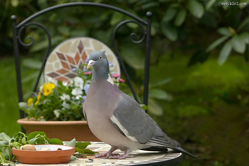 一只灰色鸽子图片