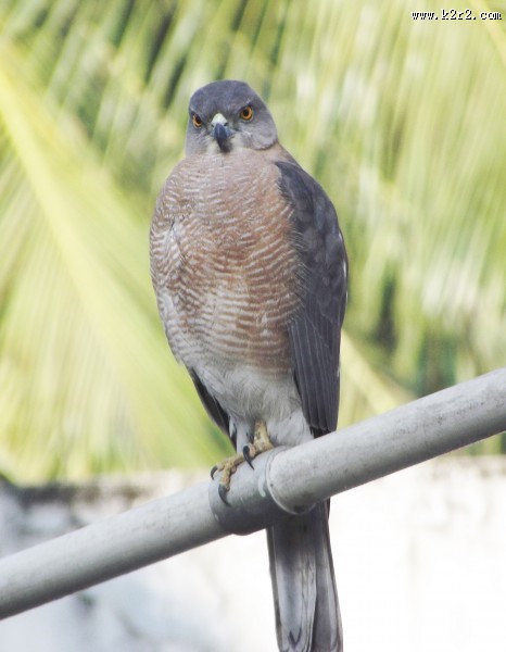 一只灰色鸽子图片