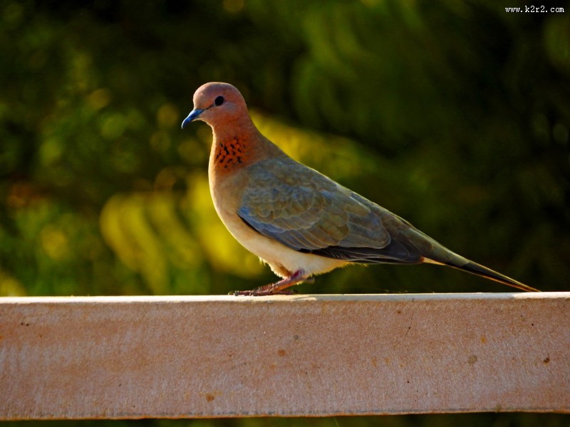 一只灰色鸽子图片