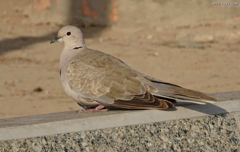 一只灰色鸽子图片