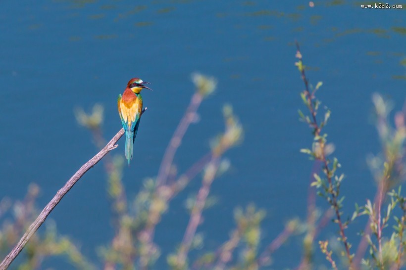 玲珑小巧的蜂鸟图片