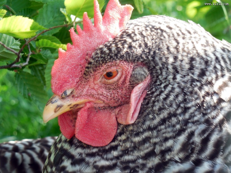公鸡的鸡冠图片