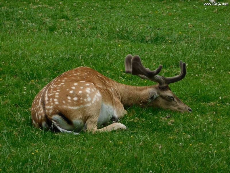 白斑众多的梅花鹿图片