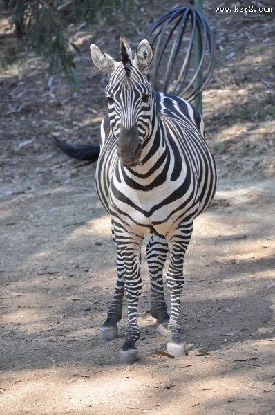 穿条纹衣服的斑马图片