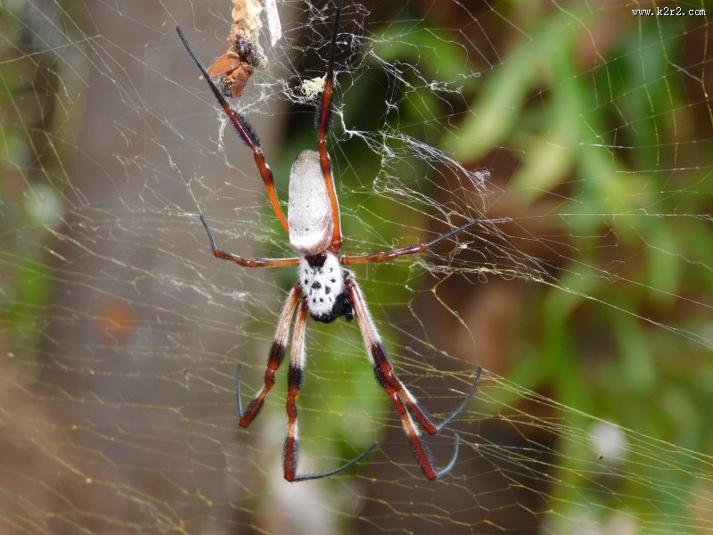 蛛网上的蜘蛛图片