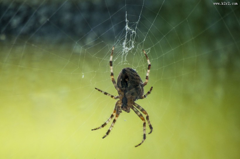 蛛网上的蜘蛛图片