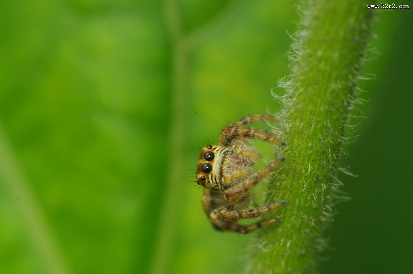 蛛网上的蜘蛛图片
