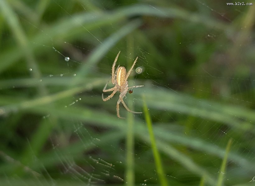 蛛网上的蜘蛛图片