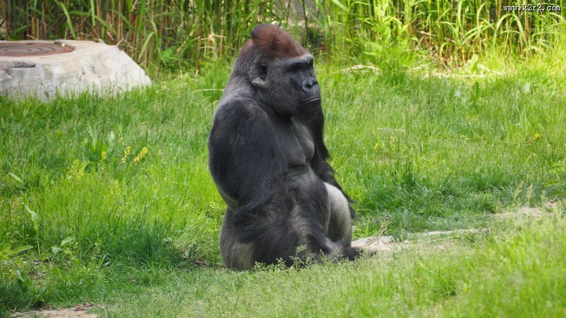 体型庞大的大猩猩图片
