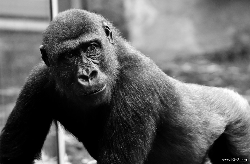 体型庞大的大猩猩图片