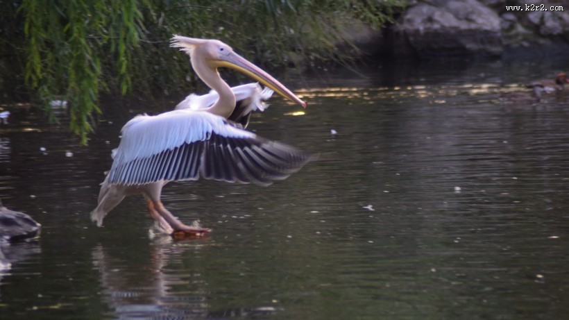 湖中的鹈鹕图片
