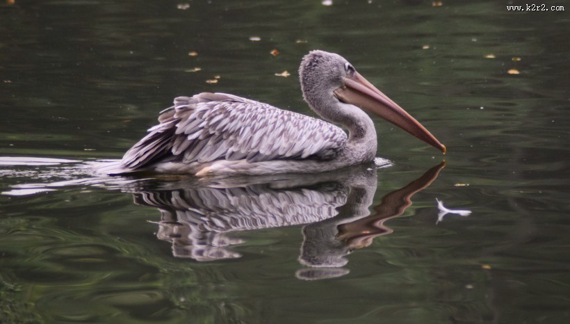 湖中的鹈鹕图片
