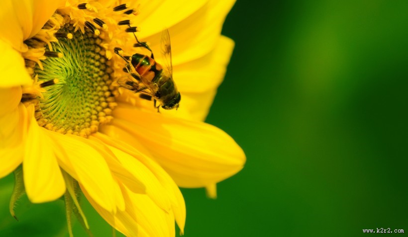 可爱的小蜜蜂图片大全