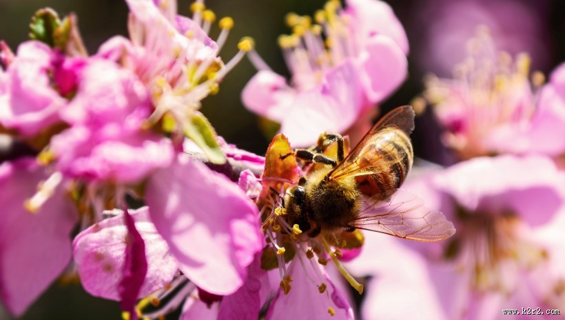 可爱的小蜜蜂图片大全