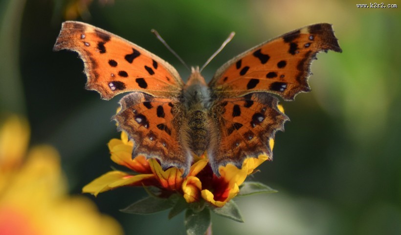 漂亮的斑点蝴蝶图片
