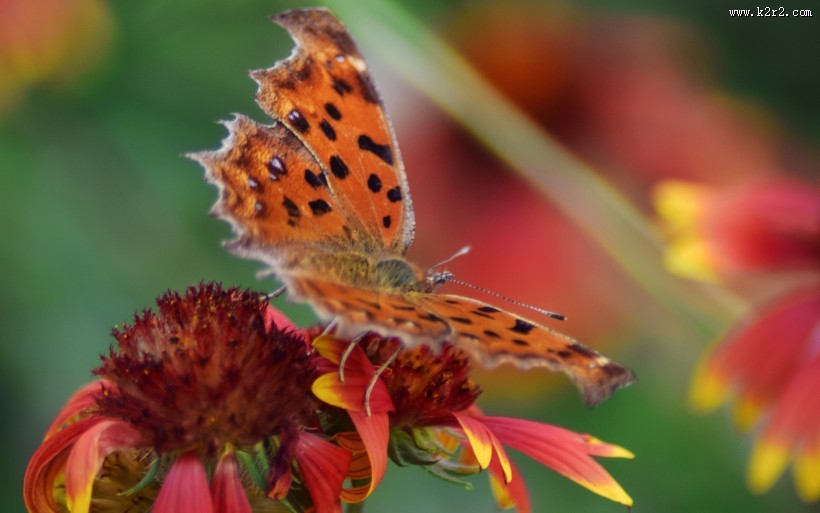 漂亮的斑点蝴蝶图片