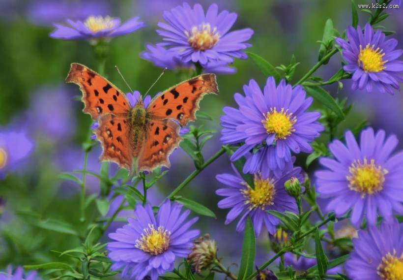 漂亮的斑点蝴蝶图片