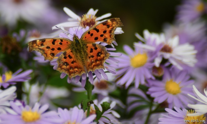 漂亮的斑点蝴蝶图片