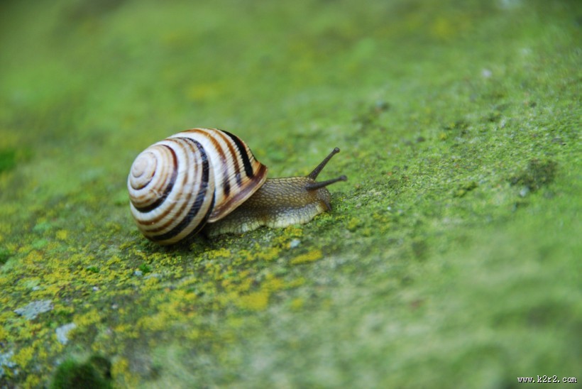 蜗牛高清图片
