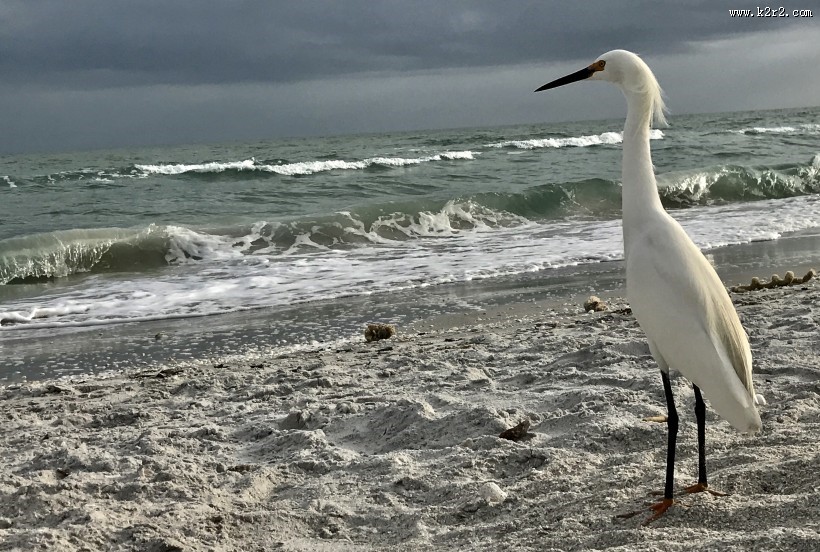 洁白的白鹭图片