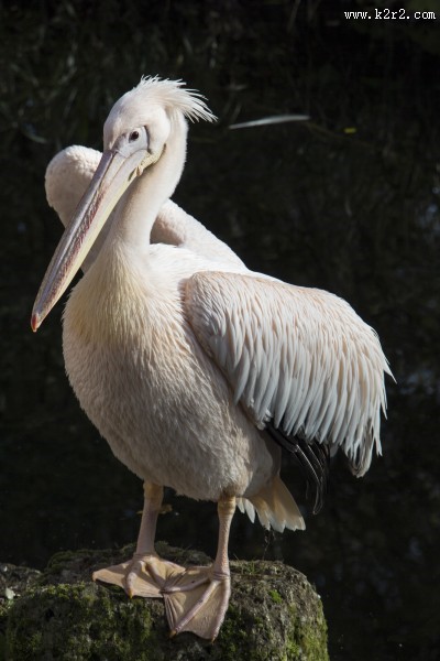 体型粗大的鹈鹕图片